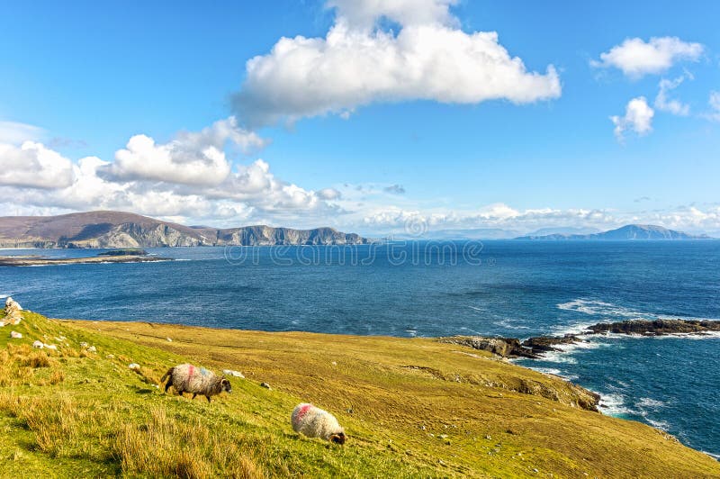 Schöne ländliche irische Landnaturschafe gestalten von nordwestlich von Irland landschaftlich lizenzfreies stockbild Schöne ländliche irische Landnaturschafe gestalten von nordwestlich von Irland landschaftlich lizenzfreies stockbild