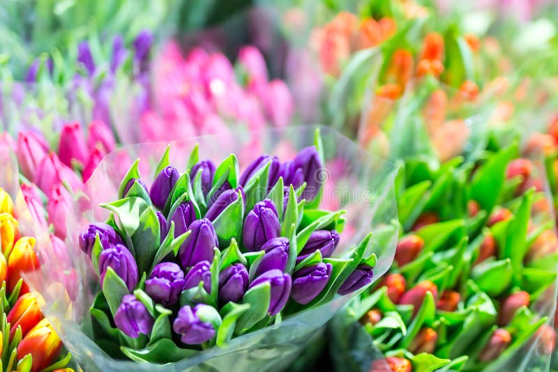 Beautiful multicolored flower bouquets. Various fresh tulips at flower shop. Wholesale or retail flower store. Plant warehouse. Florist agency. Growing and cultivation of flowers. Beautiful multicolored flower bouquets. Various fresh tulips at flower shop. Wholesale or retail flower store. Plant warehouse. Florist agency. Growing and cultivation of flowers.