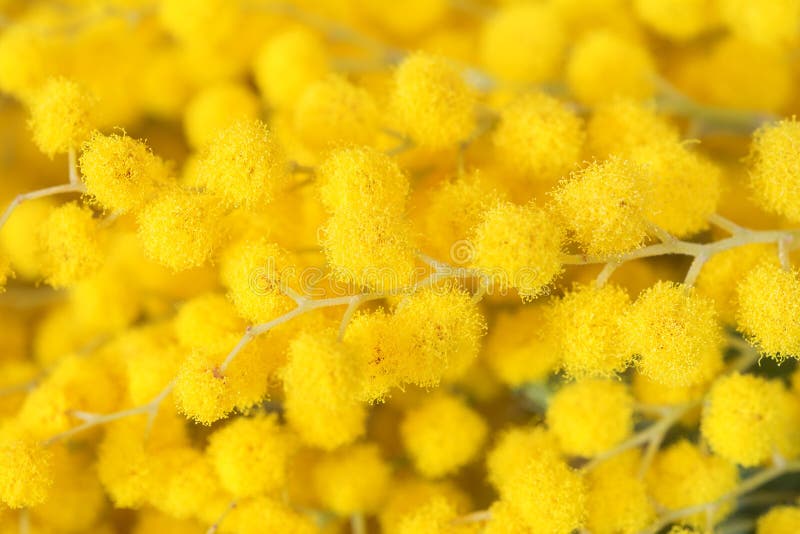Schöne Mimosengelb-Blumenblüte Datei ENV-8 eingeschlossen Flache Tiefe Kopieren Sie Platz blühender Baum