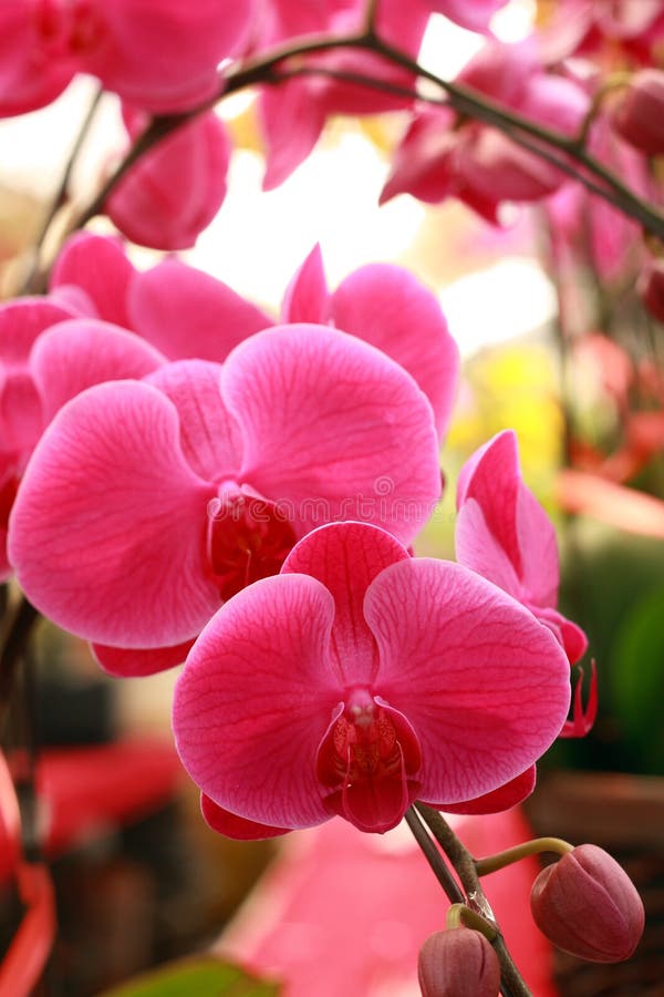 Schöne Mottenorchidee lizenzfreie stockbilder Schöne Mottenorchidee lizenzfreie stockbilder