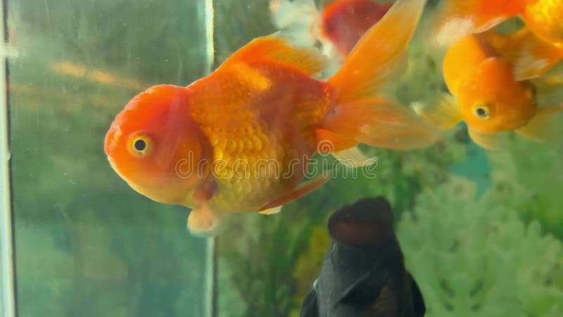 Schöne Nahaufnahmen von Goldfischen im Aquarium. lustige und süße Goldfische schwimmen und öffnen Mund gegen Schule von