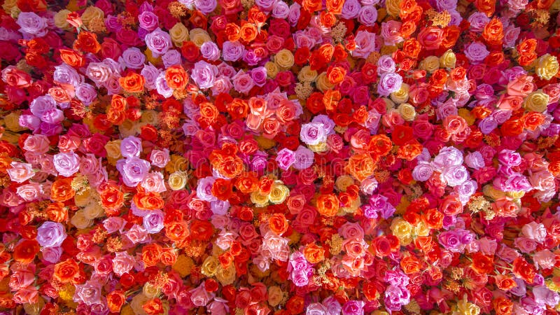 Schöne natürliche rote Rosen blühen Hintergrund für Fahne der speziellen Gelegenheiten lizenzfreies stockbild