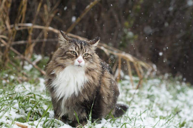 Schöne norwegische Waldkatze auf einem schneebedeckten Feld stockfoto Schöne norwegische Waldkatze auf einem schneebedeckten Feld stockfoto