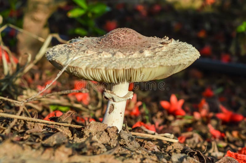 Schöne Nähe von Waldpilzen Oberansicht des Pilzes, Pilzsammelpilze stockbild Schöne Nähe von Waldpilzen Oberansicht des Pilzes, Pilzsammelpilze stockbild