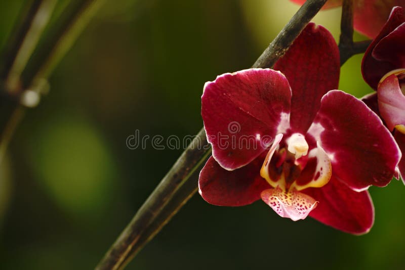 Schöne Orchideenblume wachsen im tropischen Garten mit natürlichem Hintergrund, natürliches Nahaufnahmemakro der Tapete, Postkart lizenzfreie stockbilder Schöne Orchideenblume wachsen im tropischen Garten mit natürlichem Hintergrund, natürliches Nahaufnahmemakro der Tapete, Postkart lizenzfreie stockbilder