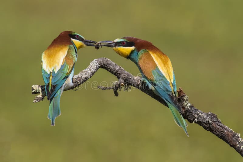 Schöne Paare von bunten europäischen Bienenfressern, Merops apiaster, in der Umwerbung stockbilder Schöne Paare von bunten europäischen Bienenfressern, Merops apiaster, in der Umwerbung stockbilder