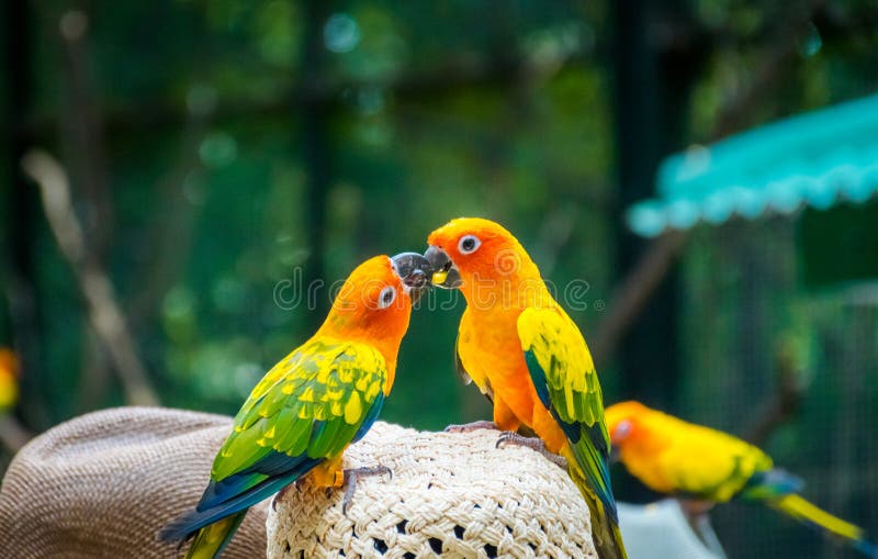Schöne Papageien Sun Conure stehen auf Hut stockfotografie Schöne Papageien Sun Conure stehen auf Hut stockfotografie