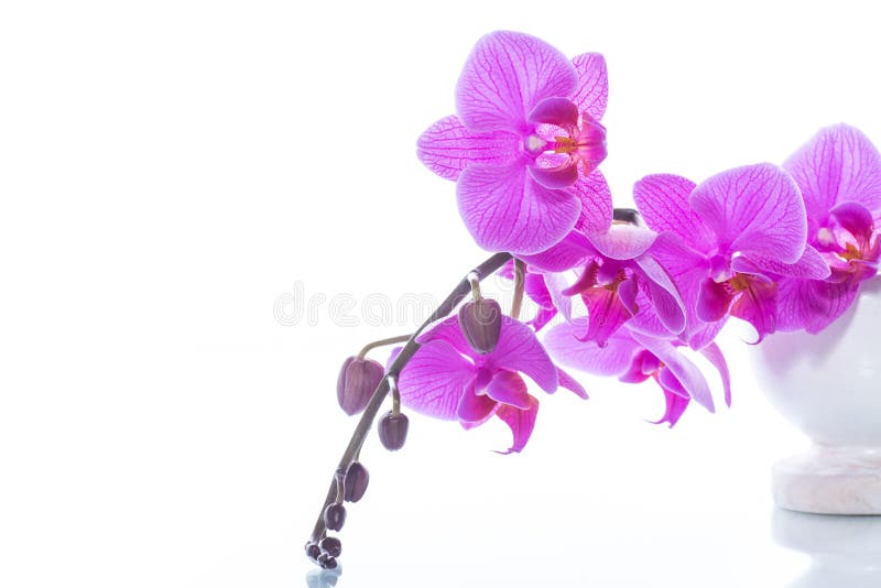Schöne Phalaenopsisorchideenblumen stockfotos Schöne Phalaenopsisorchideenblumen stockfotos