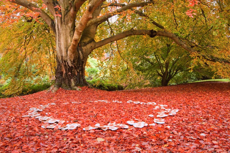 Schöne Pilze des feenhaften Ringes der Herbst-Fallnatur