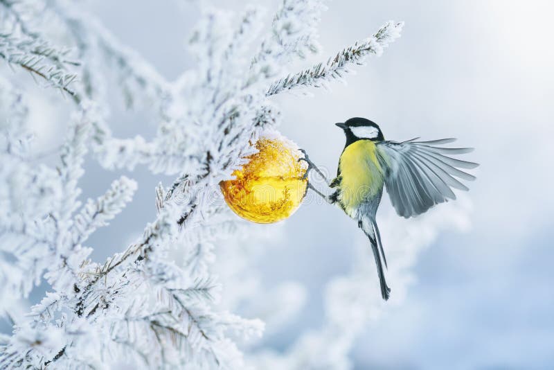 Schöne Postkarte mit Vogeltit-Fliegen haben Glas Goldene Festwelgkugel hängt an Ast Weihnachtsbaum Winter im Park stockbild Schöne Postkarte mit Vogeltit-Fliegen haben Glas Goldene Festwelgkugel hängt an Ast Weihnachtsbaum Winter im Park stockbild