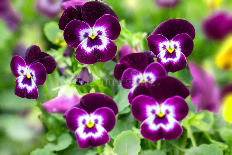Schöne Purpur- und weiße Pansies im Frühjahr stockfotos Schöne Purpur- und weiße Pansies im Frühjahr stockfotos