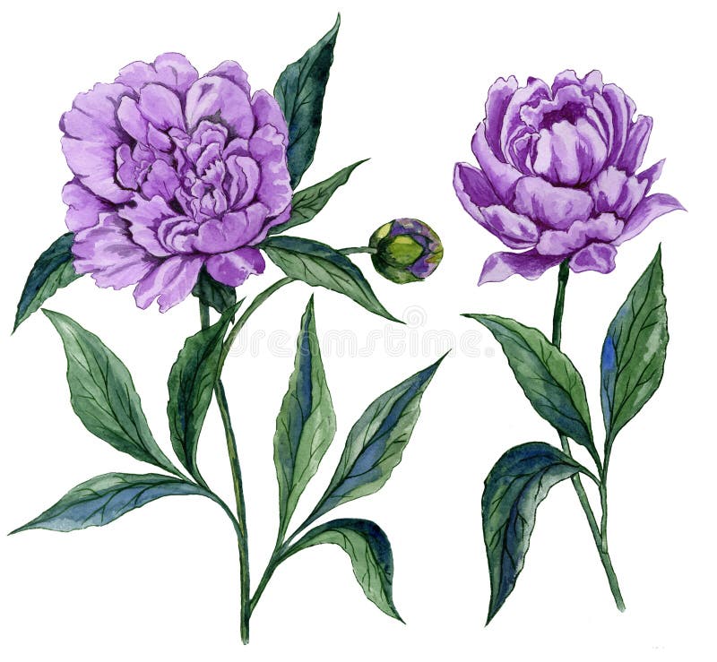 Schöne purpurrote Pfingstrosenblume auf einem Stamm mit grünen Blättern Satz von zwei Blumen lokalisiert auf weißem Hintergrund A lizenzfreie abbildung Schöne purpurrote Pfingstrosenblume auf einem Stamm mit grünen Blättern Satz von zwei Blumen lokalisiert auf weißem Hintergrund A lizenzfreie abbildung