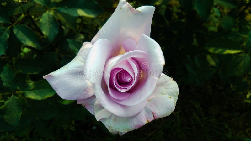 Schöne purpurrote und weiße Farbe-Rosen-Blume lizenzfreie stockfotos Schöne purpurrote und weiße Farbe-Rosen-Blume lizenzfreie stockfotos