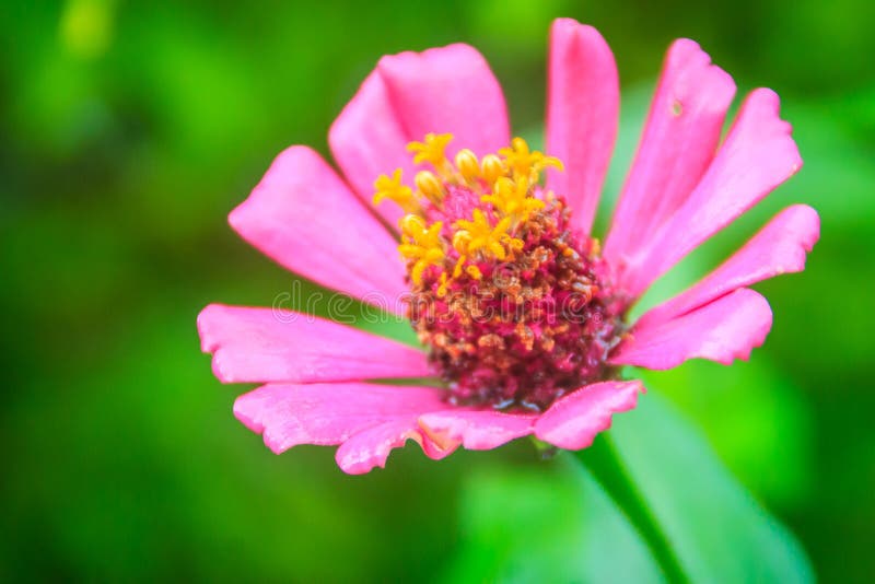 Schöne rosa Blume (Zinnia violacea Cav) mit Grün verlässt Hintergrund Zinnia elegans, bekannt als Jugend-undalter oder eleganter lizenzfreies stockfoto Schöne rosa Blume (Zinnia violacea Cav) mit Grün verlässt Hintergrund Zinnia elegans, bekannt als Jugend-undalter oder eleganter lizenzfreies stockfoto