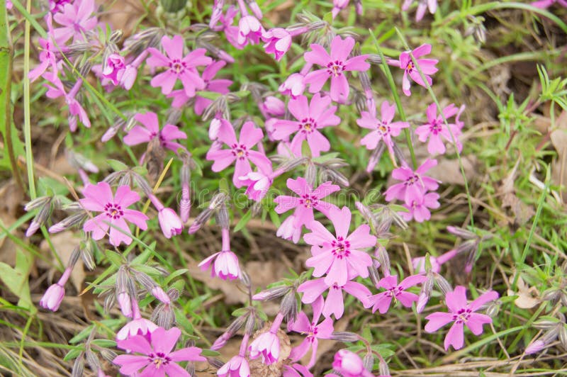 Schöne rosa Blumen auf einem Blumenbeet an einem sonnigen Tag lizenzfreie stockbilder Schöne rosa Blumen auf einem Blumenbeet an einem sonnigen Tag lizenzfreie stockbilder