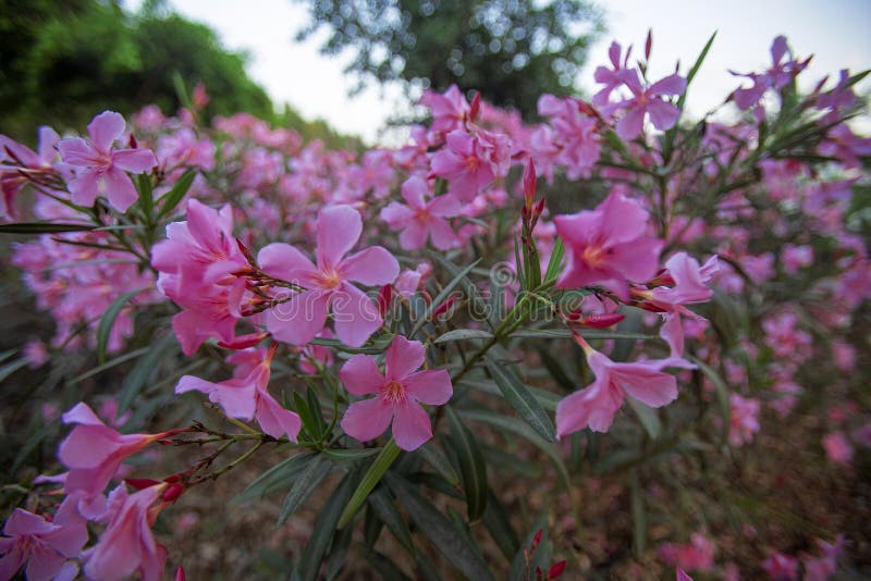 Schöne Rosa Oleander Blumen in einem Park stockfotografie Schöne Rosa Oleander Blumen in einem Park stockfotografie