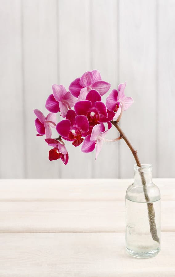 Schöne rosa Orchideenblumen in der Glasflasche stockfoto Schöne rosa Orchideenblumen in der Glasflasche stockfoto
