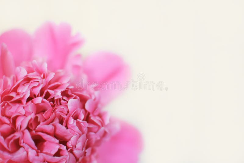Schöne rosa Pfingstrosenblume auf Weiß lizenzfreie stockfotos Schöne rosa Pfingstrosenblume auf Weiß lizenzfreie stockfotos
