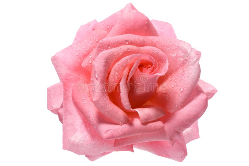 Schöne rosa Rose lizenzfreies stockbild