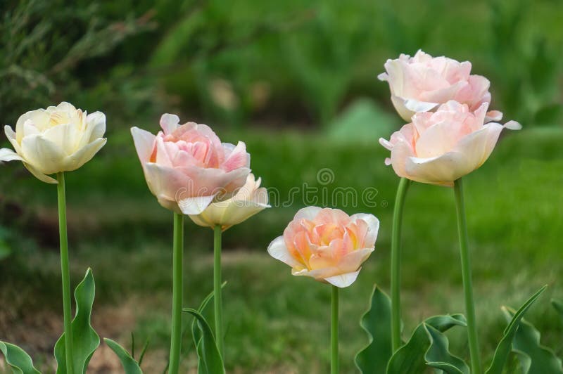 Schöne rosa Tulpen wachsen auf dem Stadtblumenbeet Plan des Plans Selektiver Fokus, Hintergrund stockbild Schöne rosa Tulpen wachsen auf dem Stadtblumenbeet Plan des Plans Selektiver Fokus, Hintergrund stockbild