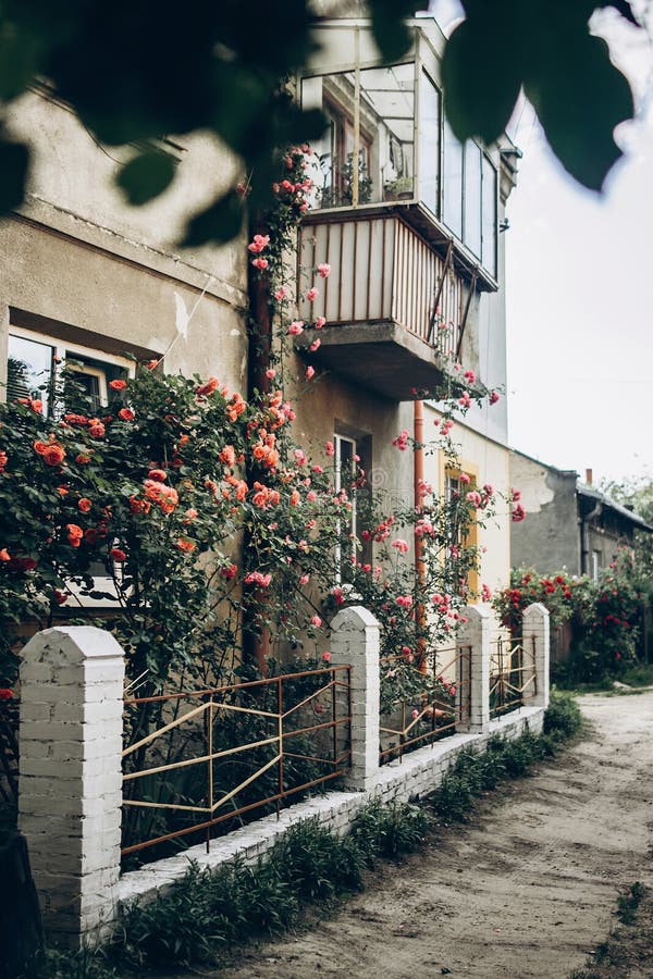 Schöne rosa und rote Rosen auf weißem Zaun am alten Haus im stre stockfotos Schöne rosa und rote Rosen auf weißem Zaun am alten Haus im stre stockfotos