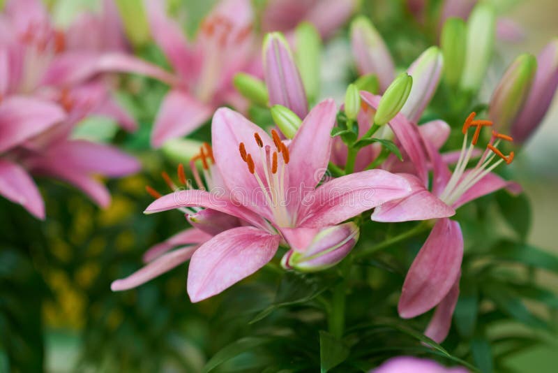 Schöne rosafarbene Lilienblume im Sommergarten Rosenknospen Blumen in einem botanischen Garten lizenzfreie stockfotografie