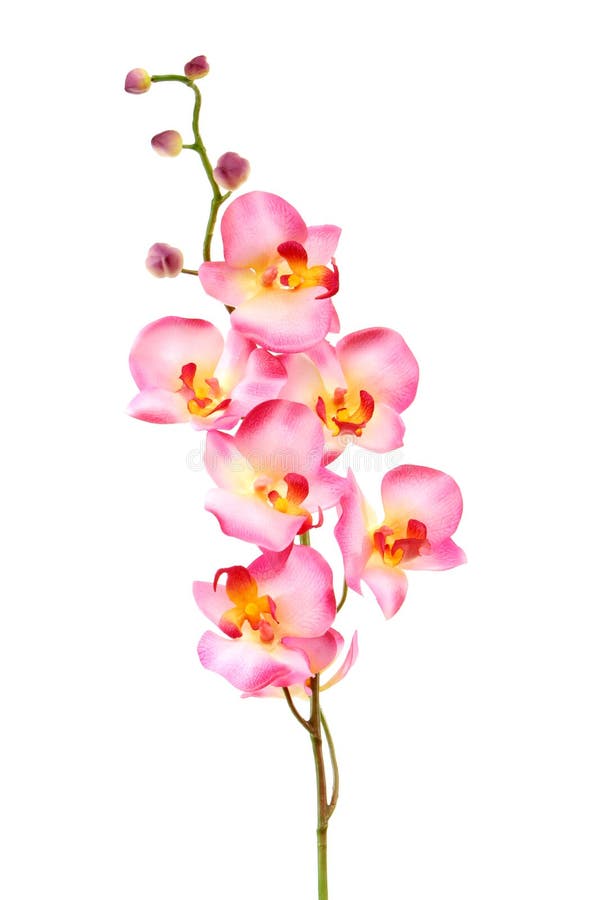 Schöne rosafarbene Orchidee getrennt auf Weiß lizenzfreies stockbild Schöne rosafarbene Orchidee getrennt auf Weiß lizenzfreies stockbild