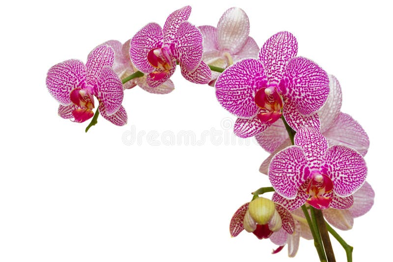 Schöne rosafarbene Orchidee getrennt auf Weiß stockfotografie Schöne rosafarbene Orchidee getrennt auf Weiß stockfotografie