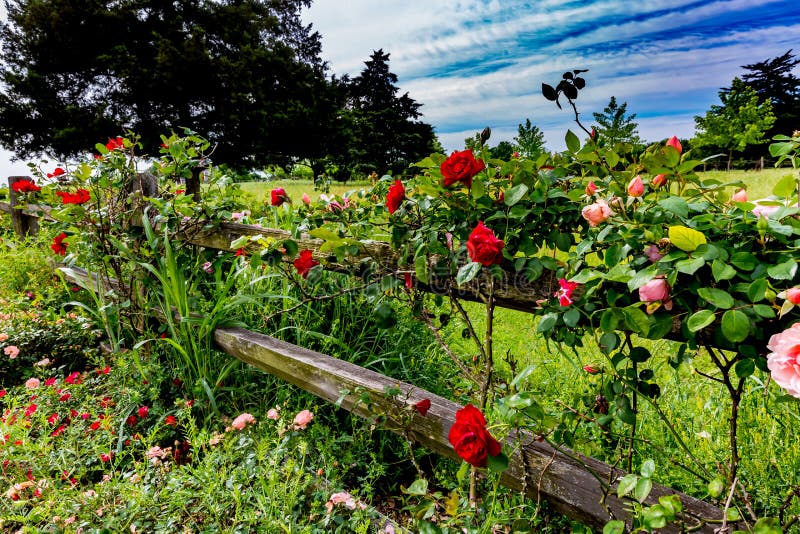 Bright Red and Pink Roses on a Texas Rose Bush on an Old Texas Wooden Fence. Bright Red and Pink Roses on a Texas Rose Bush on an Old Texas Wooden Fence