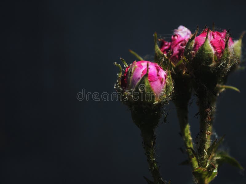 Schöne Rosen auf einem dunklen Hintergrund, Rosen in der Knospe stockbild Schöne Rosen auf einem dunklen Hintergrund, Rosen in der Knospe stockbild