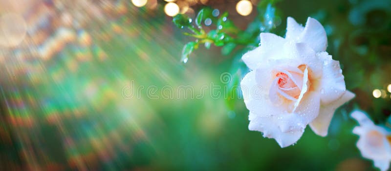 Schöne Rosen-Blume, die im Sommergarten blüht Rosen, die draußen, Natur, blühendes Blumenkunstdesign wachsen lizenzfreie stockfotografie Schöne Rosen-Blume, die im Sommergarten blüht Rosen, die draußen, Natur, blühendes Blumenkunstdesign wachsen lizenzfreie stockfotografie