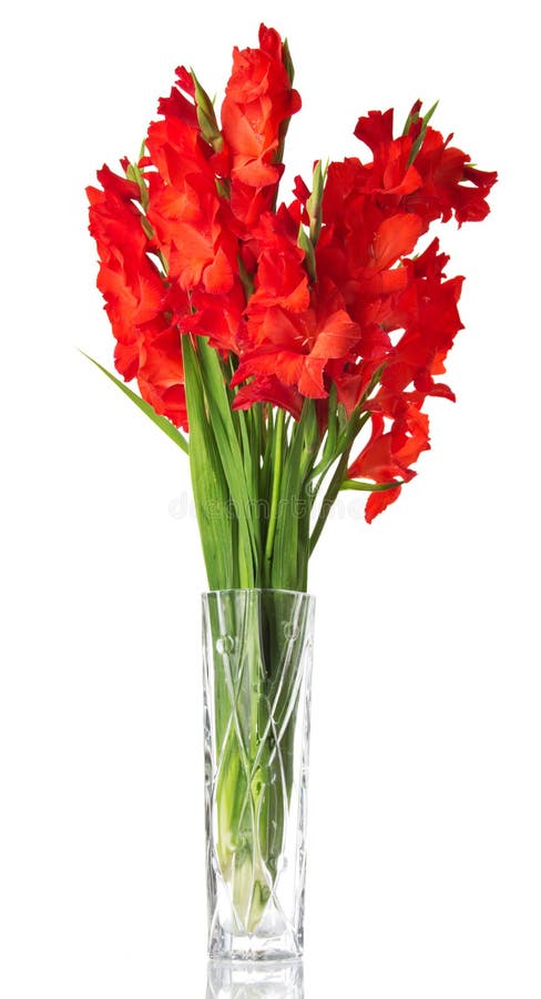 Schöne rote Gladiole im Vase