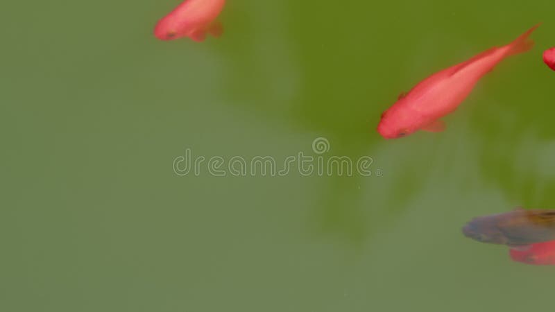 Schöne rote Karpfenfische schwimmen im Teich. viele bunte Fische in Wasser von oben. Farbvarianten im Freien