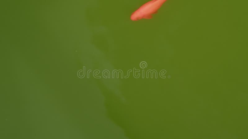 Schöne rote Karpfenfische schwimmen im Teich. viele bunte Fische in Wasser von oben. Farbvarianten im Freien