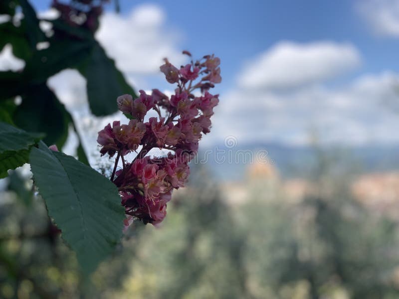 Schöne rote Kastanienblüte mit kleinen zarten Blumen und grünem Blatthintergrund Rosa Kastanienblume mit selektivem Fokus lizenzfreie stockfotografie Schöne rote Kastanienblüte mit kleinen zarten Blumen und grünem Blatthintergrund Rosa Kastanienblume mit selektivem Fokus lizenzfreie stockfotografie