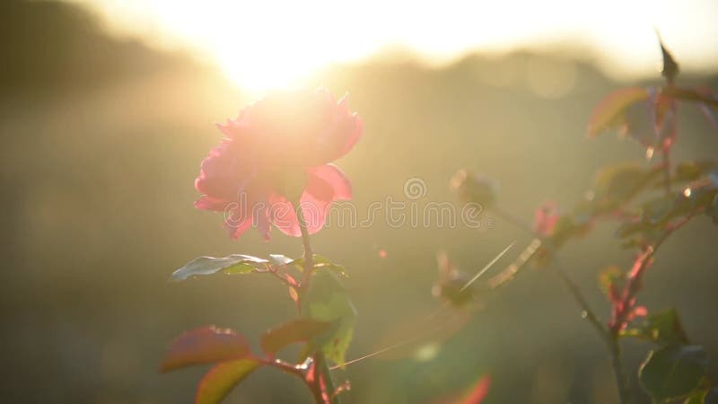 Schöne Rote Rose im Garten bei Sonnenuntergang. Nahaufnahme der Blumenknospe