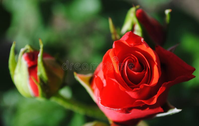 Schöne rote Rosen stockfotografie Schöne rote Rosen stockfotografie