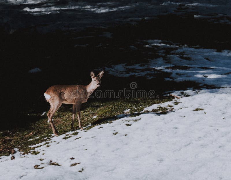 Schöne Rotwild in einer Schnee durchgesetzten Forderung stockfotografie Schöne Rotwild in einer Schnee durchgesetzten Forderung stockfotografie