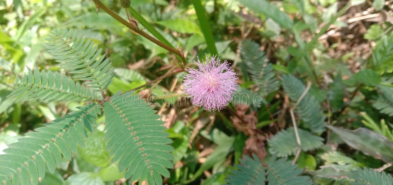 Schöne runde rosa Blumen, die aus Mimosa wachsen lizenzfreie stockfotografie