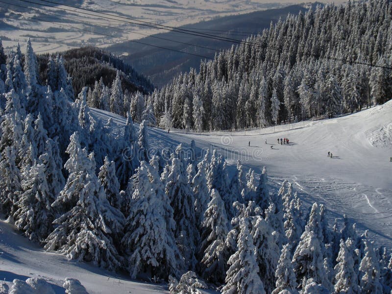 Schöne schneebedeckte Nadelbaume in sonnigen Tagen stockfotos Schöne schneebedeckte Nadelbaume in sonnigen Tagen stockfotos