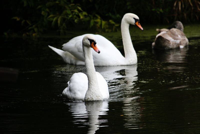 Schöne Schwäne schwimmen entlang dem Fluss stockfoto Schöne Schwäne schwimmen entlang dem Fluss stockfoto