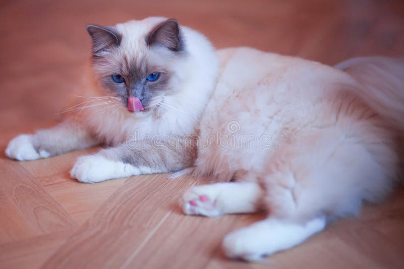 Schöne sibirische Katze mit blauen Augen auf dem modischen lebenden korallenroten backround stockfotografie Schöne sibirische Katze mit blauen Augen auf dem modischen lebenden korallenroten backround stockfotografie