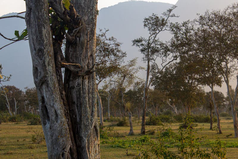 Schöne Sicht auf die Bäume und die Landschaft entlang Masinagudi, Mudumalai Nationalpark, Tamil Nadu - Karnataka Staatsgrenze, In lizenzfreie stockfotos Schöne Sicht auf die Bäume und die Landschaft entlang Masinagudi, Mudumalai Nationalpark, Tamil Nadu - Karnataka Staatsgrenze, In lizenzfreie stockfotos