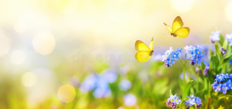 Schöne Sommer- oder Frühlingswiese mit blauen Blumen von Vergissmeinnichten und von zwei fliegenden Schmetterlinge. Brutale Naturl