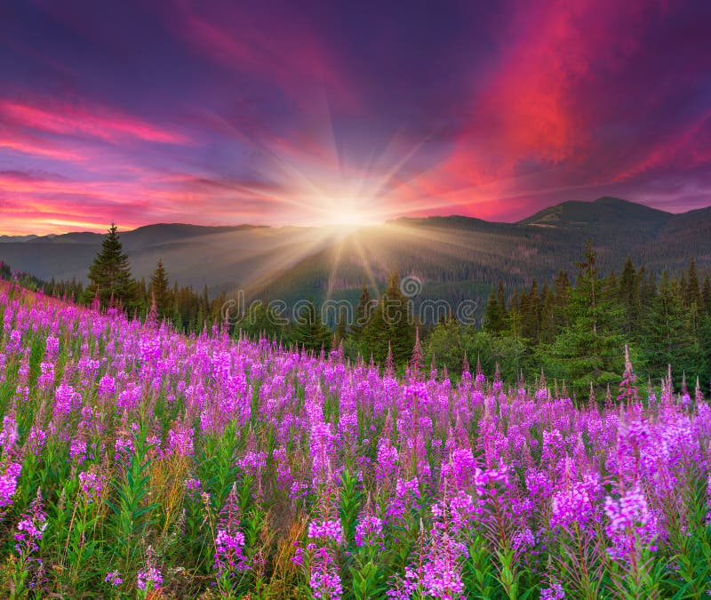 Schöne Sommerlandschaft in den Bergen lizenzfreie stockfotografie
