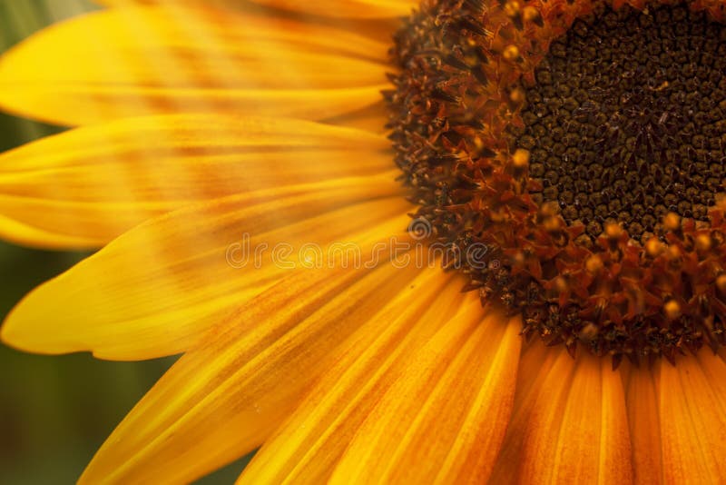 Schöne Sommersonnenblumen, natürlicher unscharfer Hintergrund, selektiver Fokus, flache Schärfentiefe lizenzfreie stockfotografie