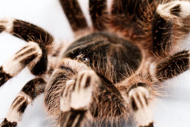 Schöne Spinne lizenzfreie stockfotografie Schöne Spinne lizenzfreie stockfotografie