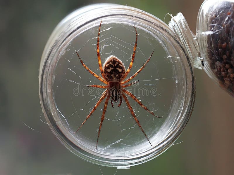 Schöne Spinne gefangen in einem Glas erzeugt durch ai vektor abbildung