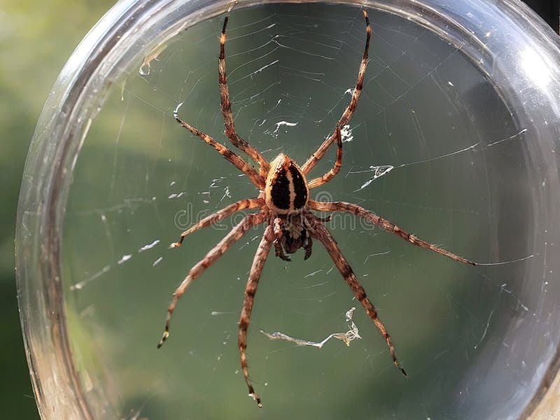 Schöne Spinne gefangen in einem Glas erzeugt durch ai lizenzfreie abbildung