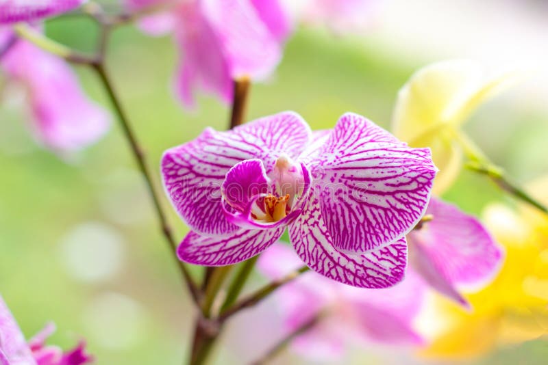 Schöne tropische exotische Niederlassung mit Rosa und magentarote Motte Phalaenopsis-Orchideenblumen im Wald auf hellgrünem Hinte stockfotografie Schöne tropische exotische Niederlassung mit Rosa und magentarote Motte Phalaenopsis-Orchideenblumen im Wald auf hellgrünem Hinte stockfotografie